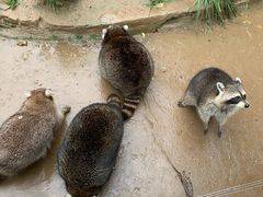 -石家庄市动物园