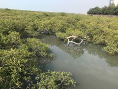 -北海金海湾红树林生态旅游区