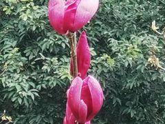 -桃花涧