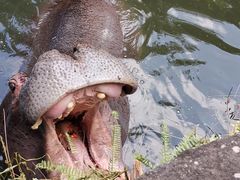 -海南热带野生动植物园