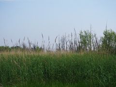 -才村湿地公园
