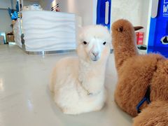 -Blue Concept Cafe&Farm·關於藍