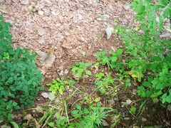 -帽儿山国家森林公园