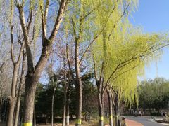 -大兴滨河森林公园