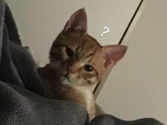 -瑞鹏宠物医院·内科·中兽医·骨科(苗圃店)