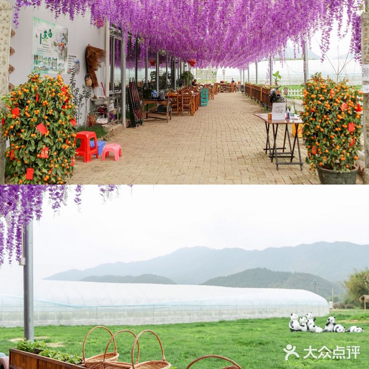 清远美食必吃榜!征服味蕾的无花果浸鸡