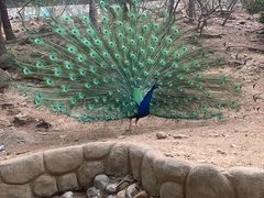 -燕塞湖鸟语林景区