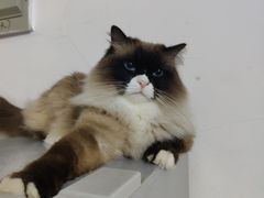 -瑞鹏宠物医院·骨科·猫科·内科(第一中心)