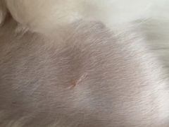-创凡宠物医院·骨专科  猫科中心(西乡分院)