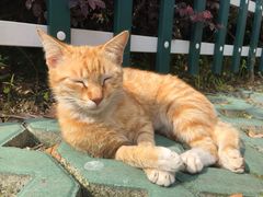 -上海市徐汇区枫林幼儿园(小木桥路)