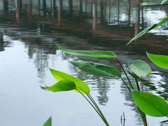 -重庆彩云湖湿地公园