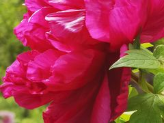 -国家植物园南园