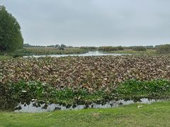 -洪湖生态旅游区