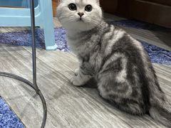 -瑞鹏瑞爱宠物医院·全科·猫科·血液透析中心(龙头寺店)