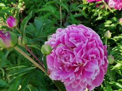 -长春公园(普阳街道)