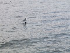 -才村湿地公园