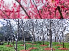 -顾村公园