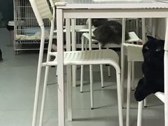 -我爱猫咪·猫咖·狗咖·安哥拉兔·羊驼咖(小寨华旗店)