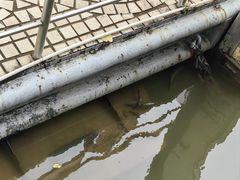 -广州白天鹅宾馆