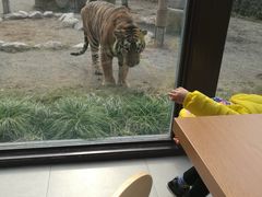 -上海野生动物园老虎餐厅