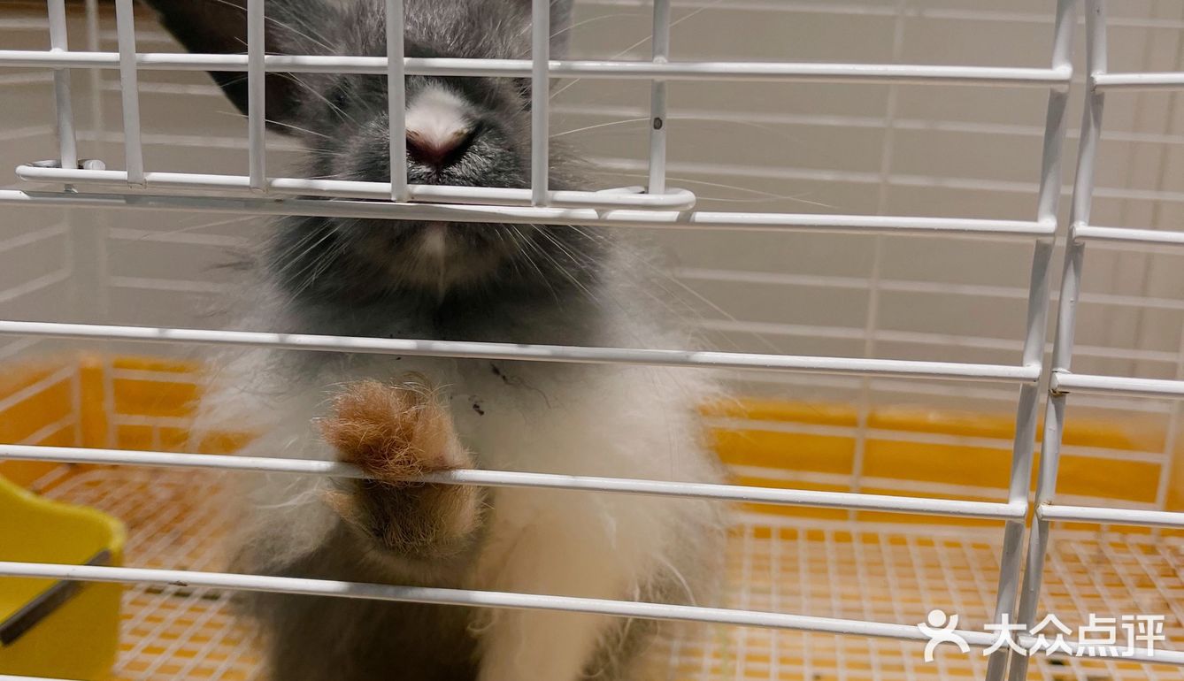 深圳首家｜遇见萌宠体验馆🐰