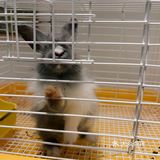 深圳首家｜遇见萌宠体验馆🐰