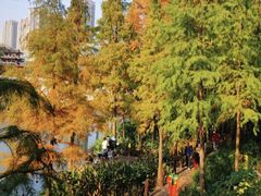 -重庆彩云湖湿地公园