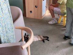 -泰国佛·塔罗·泰牌狐仙古曼