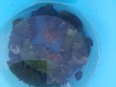 -泊石湾海滨浴场
