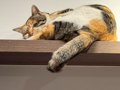 -Again Coffee Roaster(香蜜湖店)