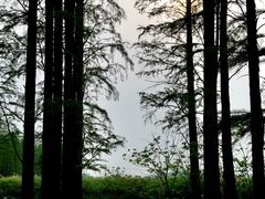 -渌洋湖湿地公园