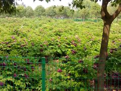 -洛阳郁金香牡丹园