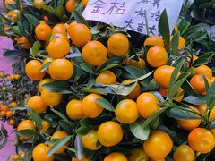 -花鸟鱼虫鲜花绿植市场(玉泉路店)