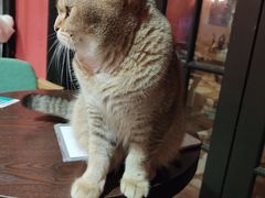 -猫色咖啡·猫咖