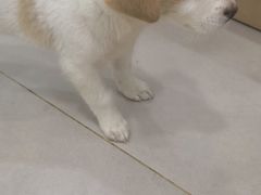 -佳雯宠物医院·皮肤科·内外科(春晓路分院)