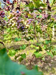 -圣露庄园·草坪婚礼·宴会厅·会议