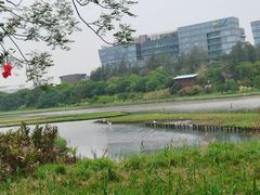 -华侨城湿地公园