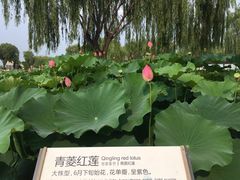-白洋淀景区