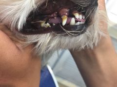 -PETKIT 小佩宠物·低压洗护·美容·寄养(安远店)