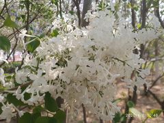 -大兴滨河森林公园