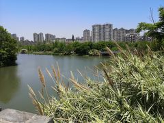 -三垟湿地