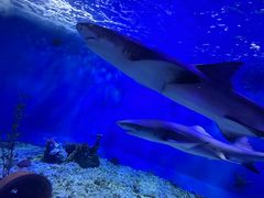 -太平洋海底世界