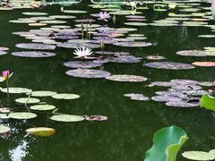 -莲花池公园