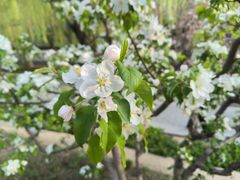-海棠花溪(元大都城垣遗址公园)