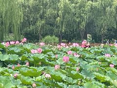 -莲花池公园