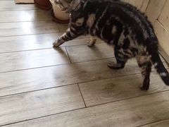 -海边的猫和咖啡馆