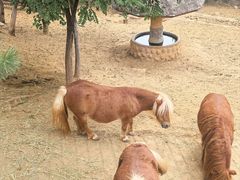 -石家庄市动物园