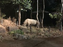 -清迈夜间动物园