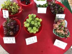 -马陆小张葡萄园农家乐