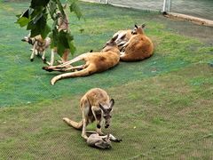 -西霞口神雕山野生动物世界